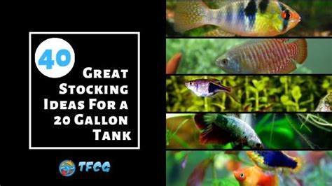 40 Best 20 Gallon Stocking Ideas For Your Fish Tank .